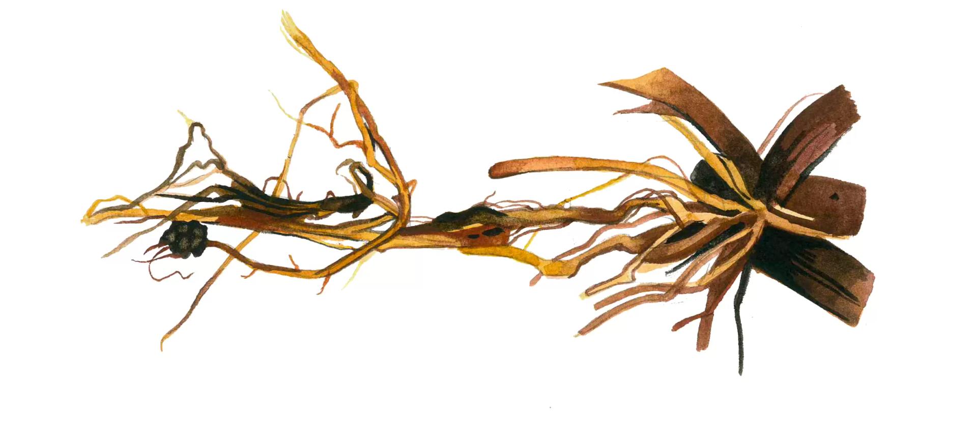 Питиозная корневая гниль