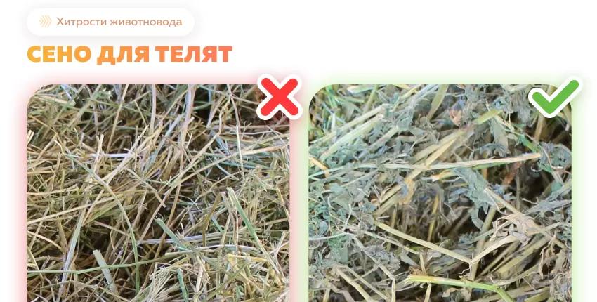 Сено для телят