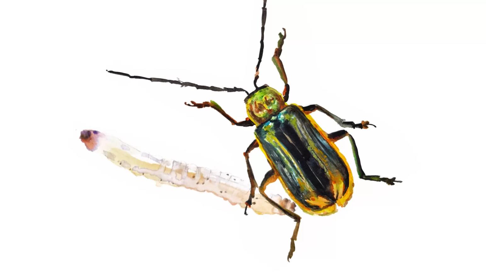 Кукурузный жук диабротика