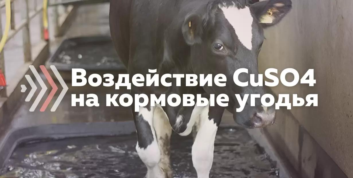 Влияние раствора медного купороса для копытных ванн на кормовые угодья