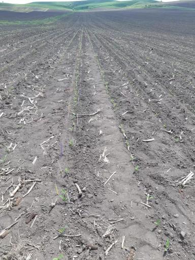 Посев кукурузы с внесением КАС+S и ЖКУ NP-10:30 в 2 горизонта.