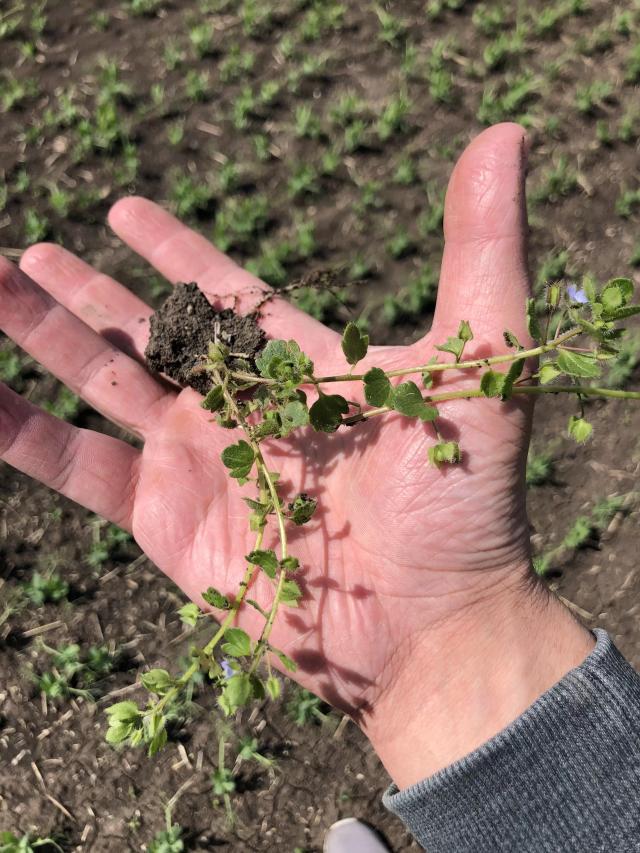 Сорняк на горохе