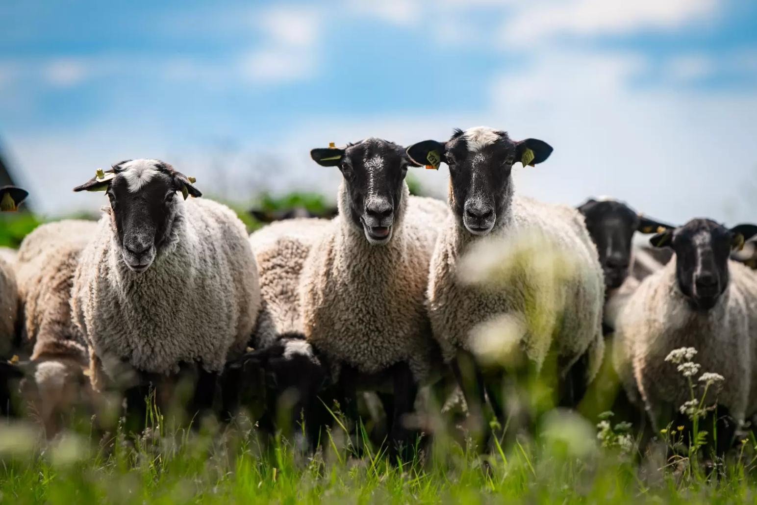 Романовская овца - разумное решение проблем на рынке мяса и мясных продуктов