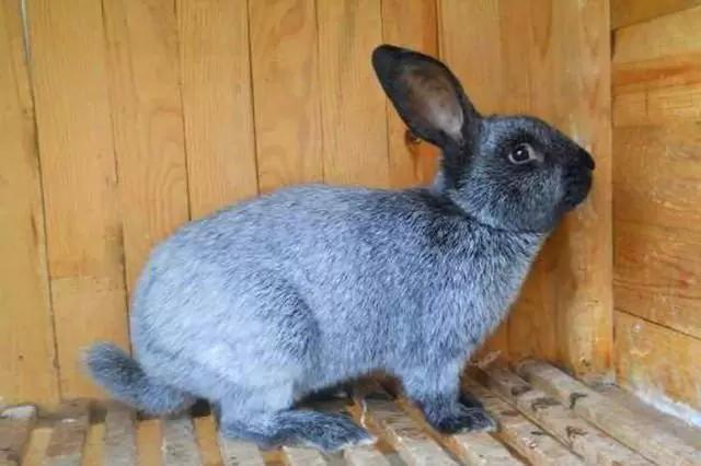 Полтавское серебро–порода кроликов