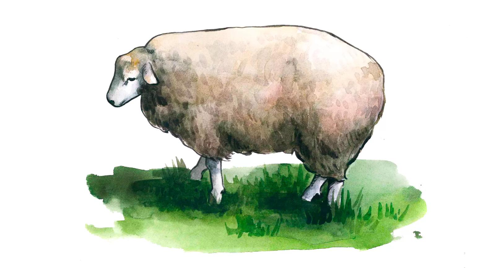 Южная мясная порода овец