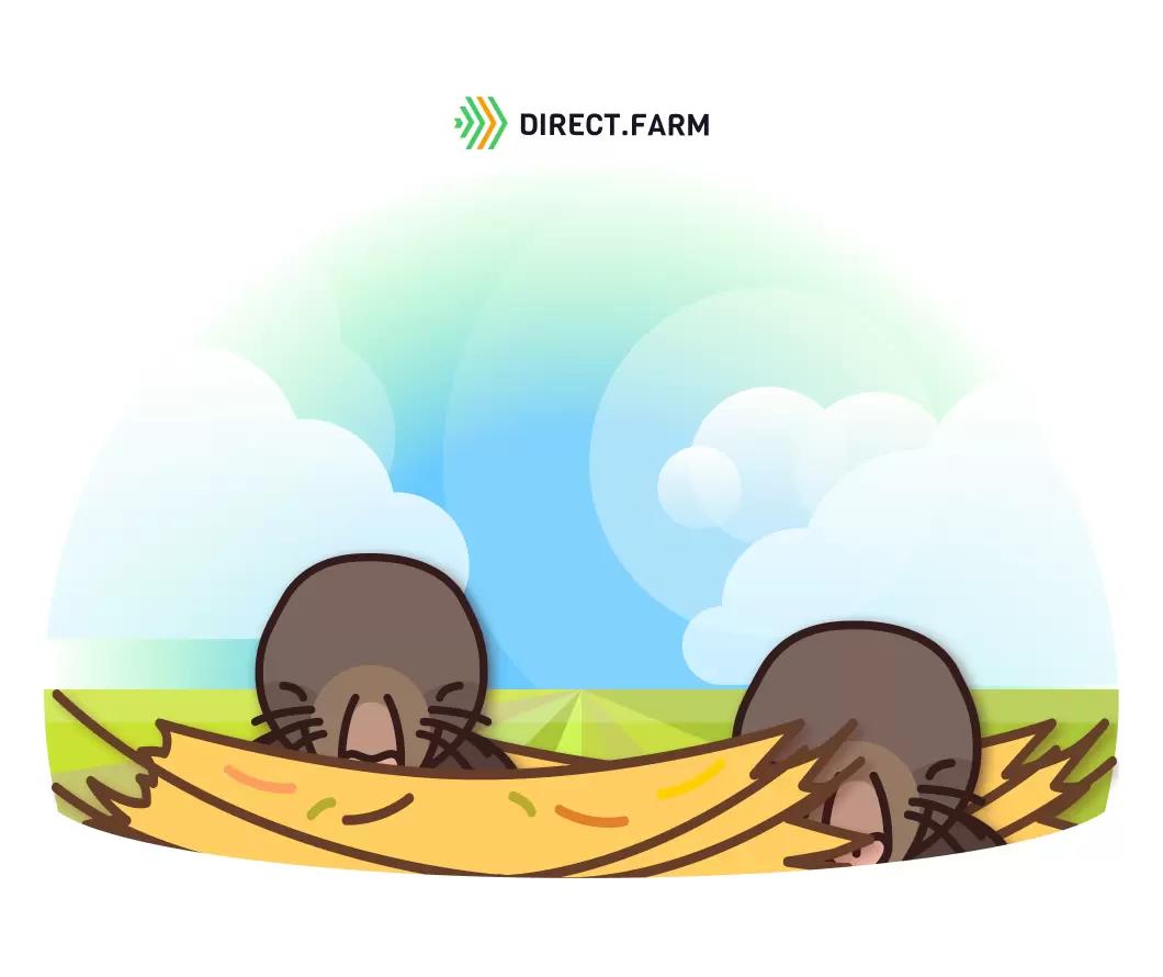 Как избавиться от кротов?