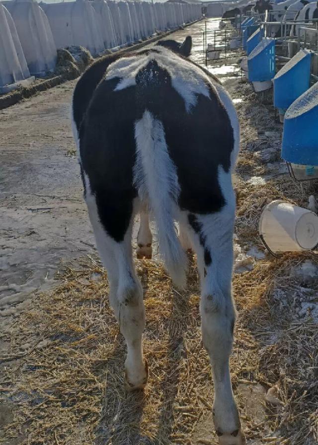 Что можете сказать про периодическую тимпанию у телят?