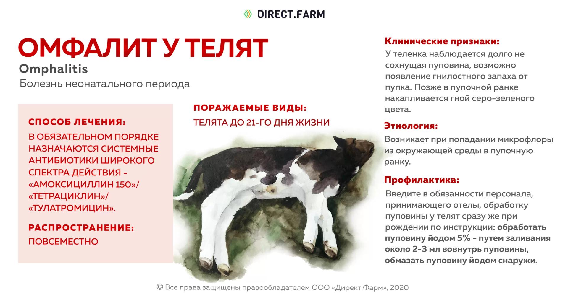 Омфалит у телят