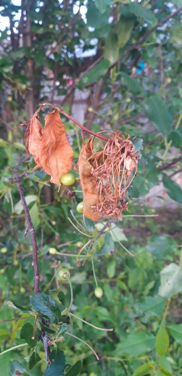 Что с вишней.