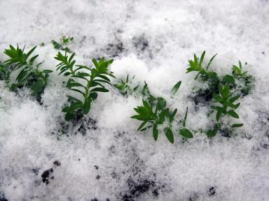 Снегурок под снегом сорт льна масличного