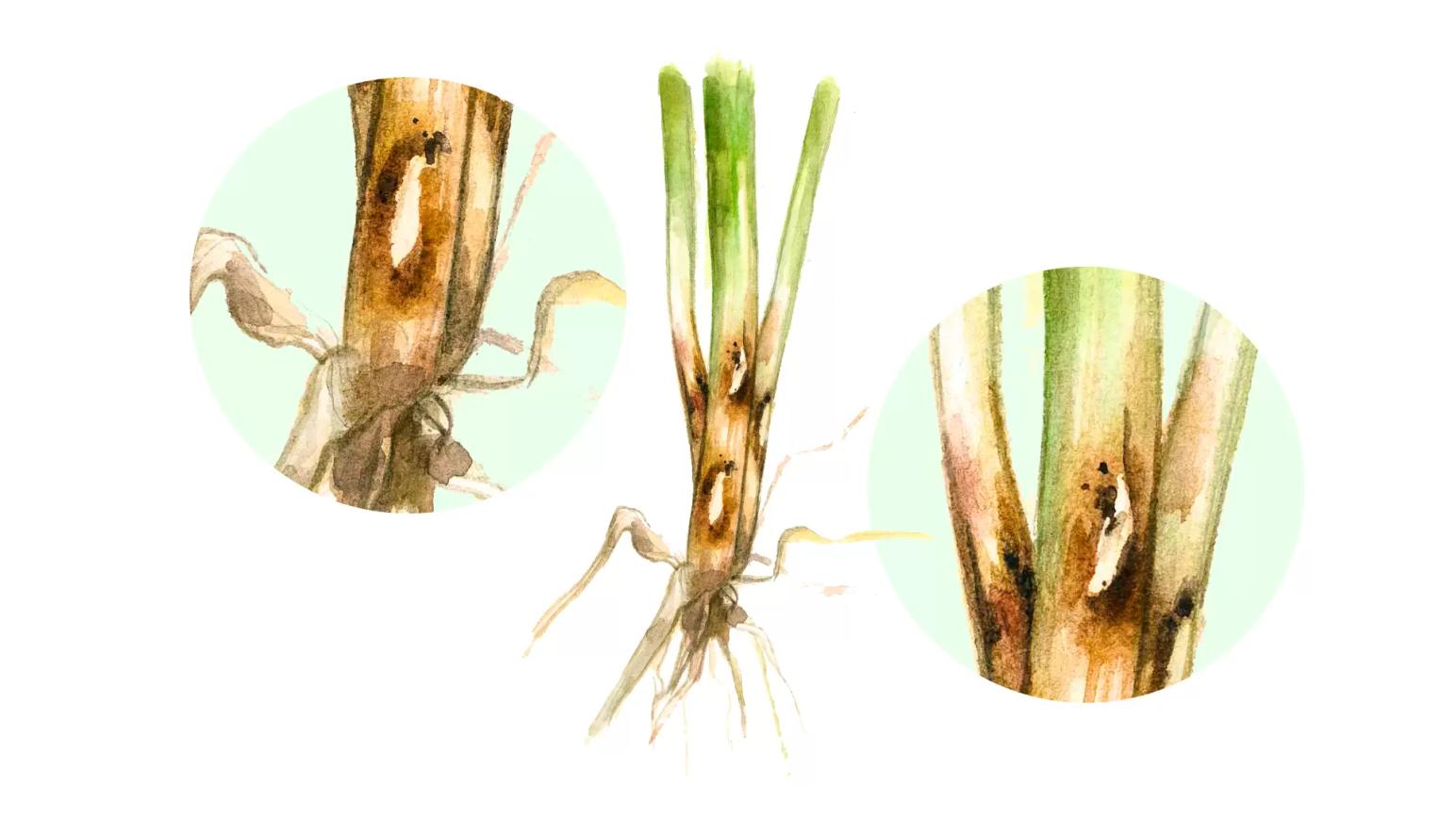 Гибеллиноз пшеницы