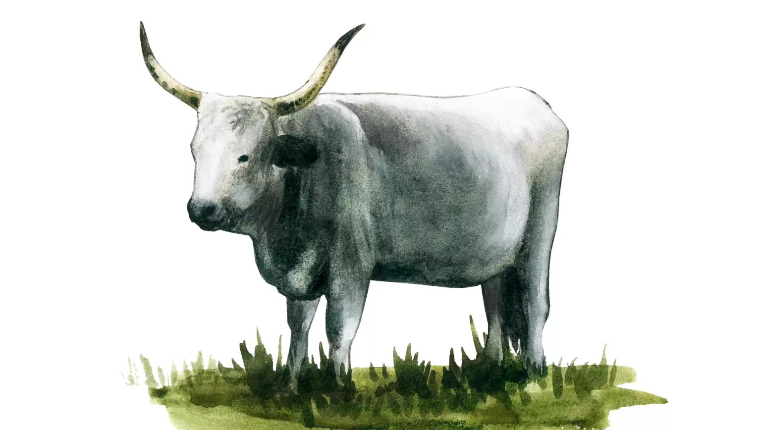 Венгерская серая порода коров