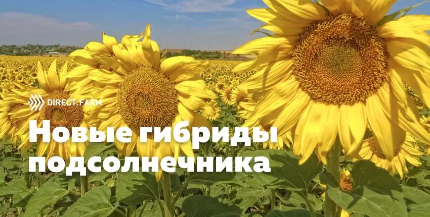 Гибриды подсолнечника от Актив Агро