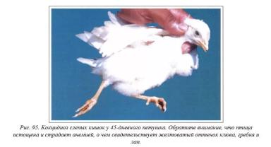 Вегад - Атлас болезней птицы. Ч. 20. Кокцидиоз
