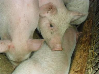Цивильская порода свиней