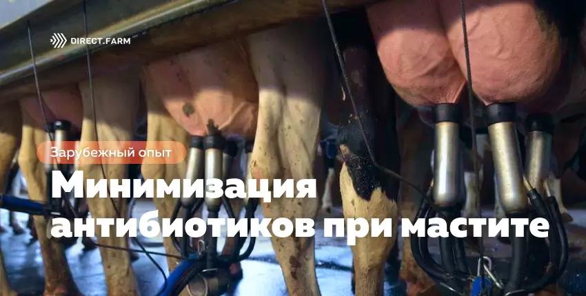 Советы по минимизации использования антибиотиков при мастите
