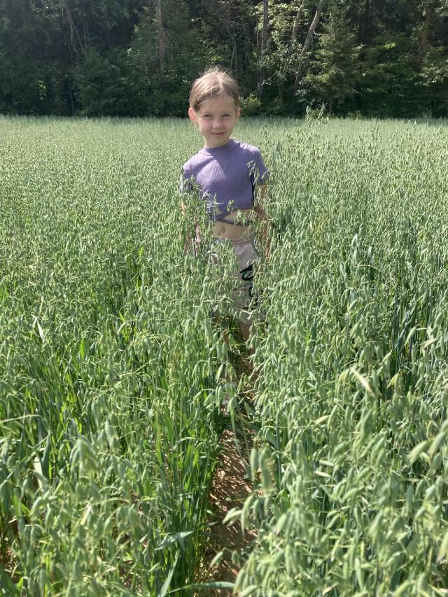 Опыт с овсом