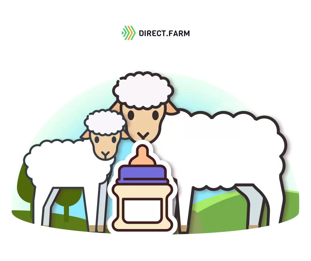 Как кормить ягнят?