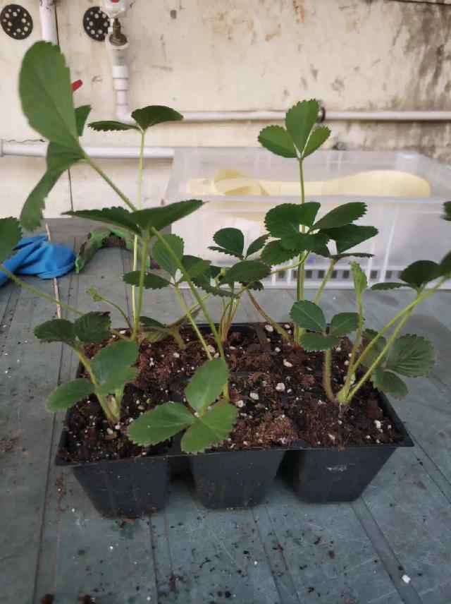 Как посадить клубнику весной