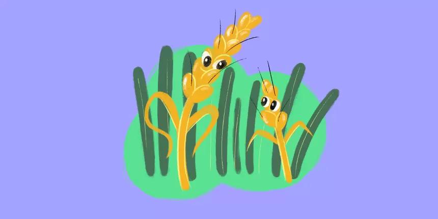 Как с помощью полевого опыта сократить расходы на семена пшеницы на 50%?