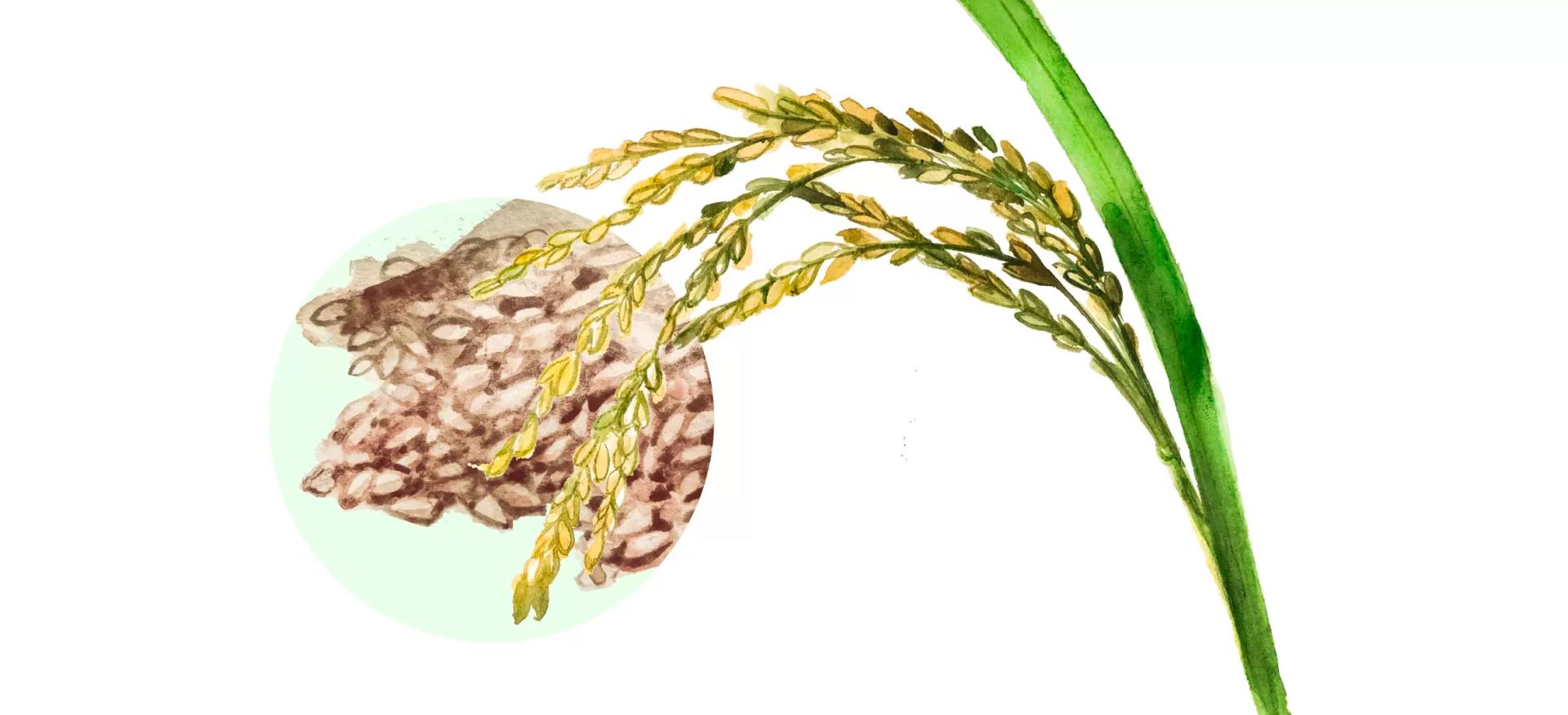 Зерно риса – корм