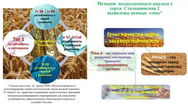 Сорта яровой пшеницы Омского ГАУ