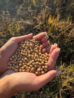 Семена сои РС1 (Фарта, Алекса)