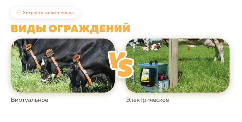 Ограждения для КРС: виртуальное против электрического