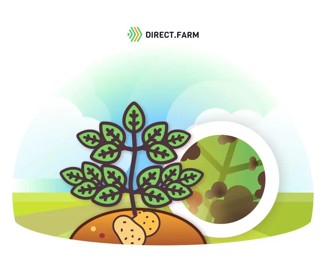 Фитофтороз при промышленном производстве картофеля