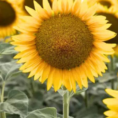 Семена подсолнечника Сури (F1), ультраранний гибрид