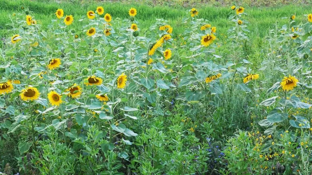 Вопросы для обсуждений: как провести очистку подсолнечника?