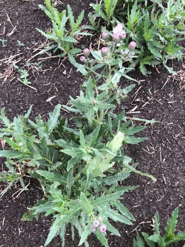 Вопросы из чатов: что за сорняк?