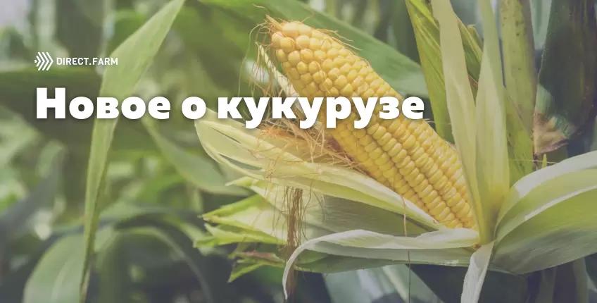 Факты о кукурузе, которые Вы могли не знать