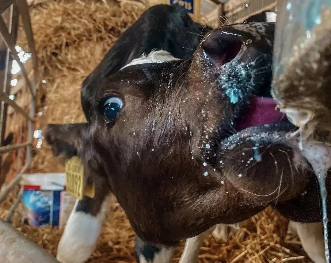 Поговорим про рубцовую выпойку/rumen drinking и ацидоз у телят