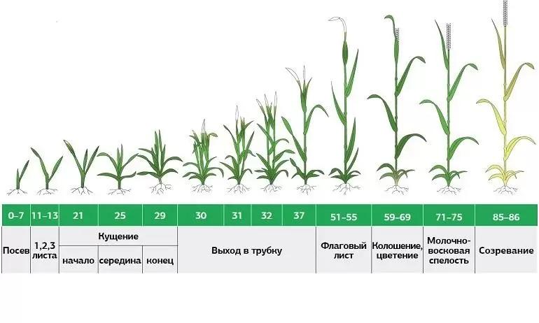 стадия развития озимой пшеницы по шкале Задокс