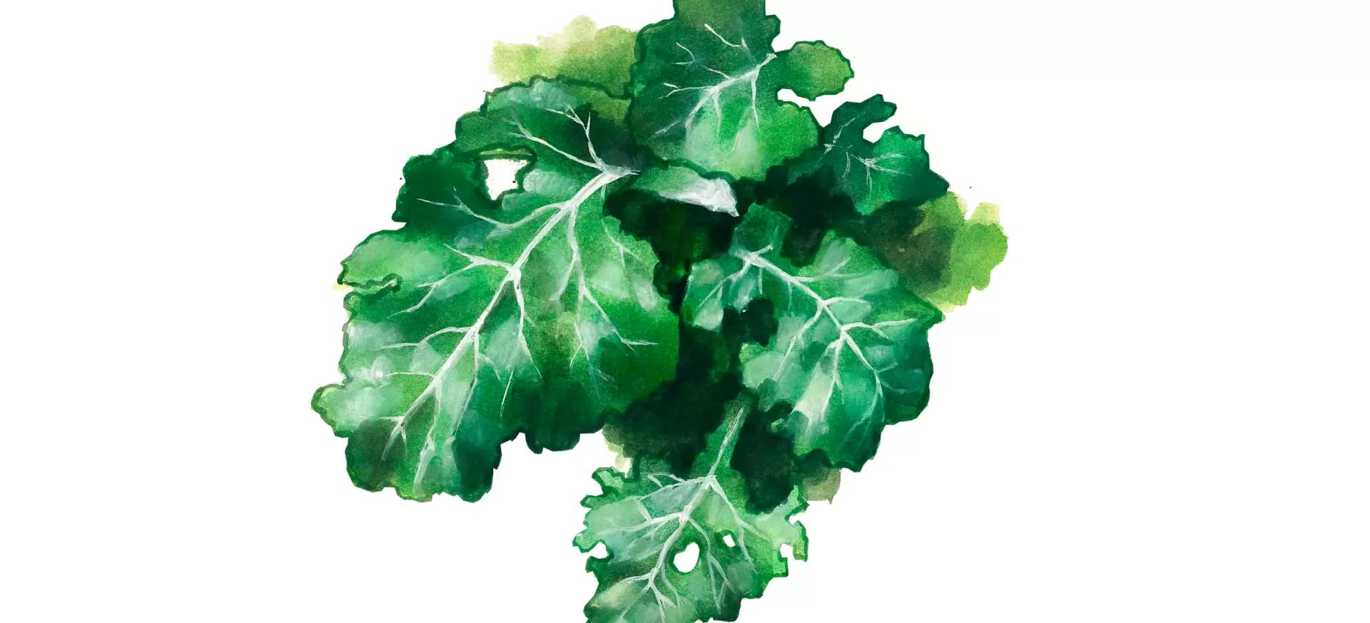 Зеленая масса перко