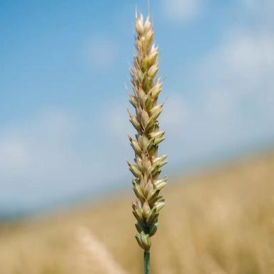 Пшеница мягкая озимая Безостая 100