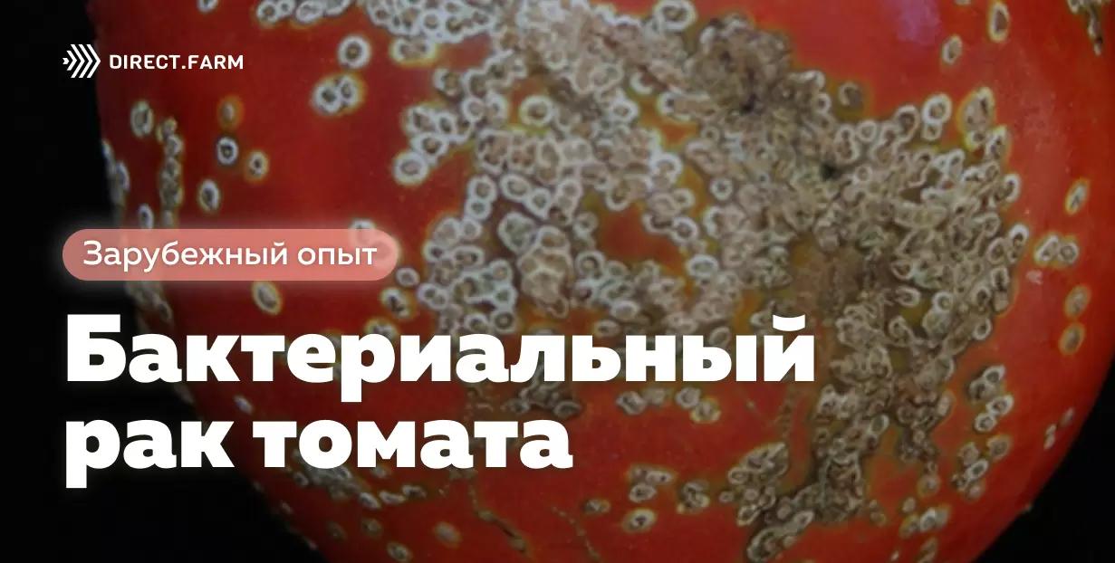 Бактериальный рак томата