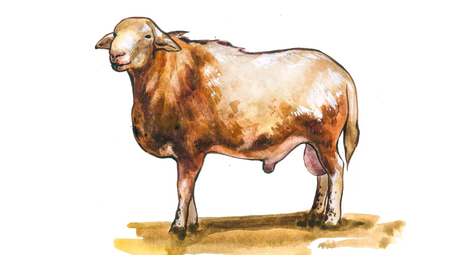 Катумская порода овец