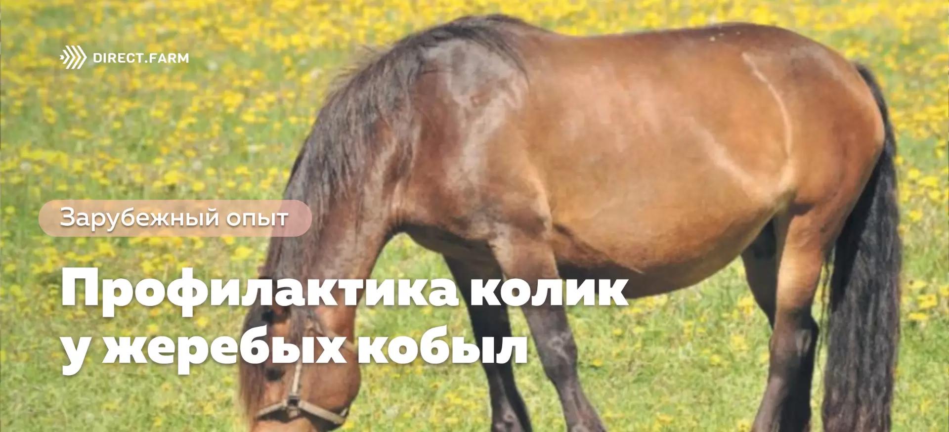 Профилактика колик у жеребых кобыл