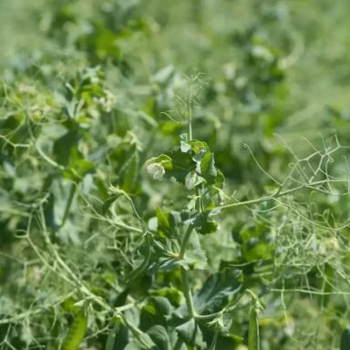 Семена рапса Таврион, раннеспелый сорт (Рс1)