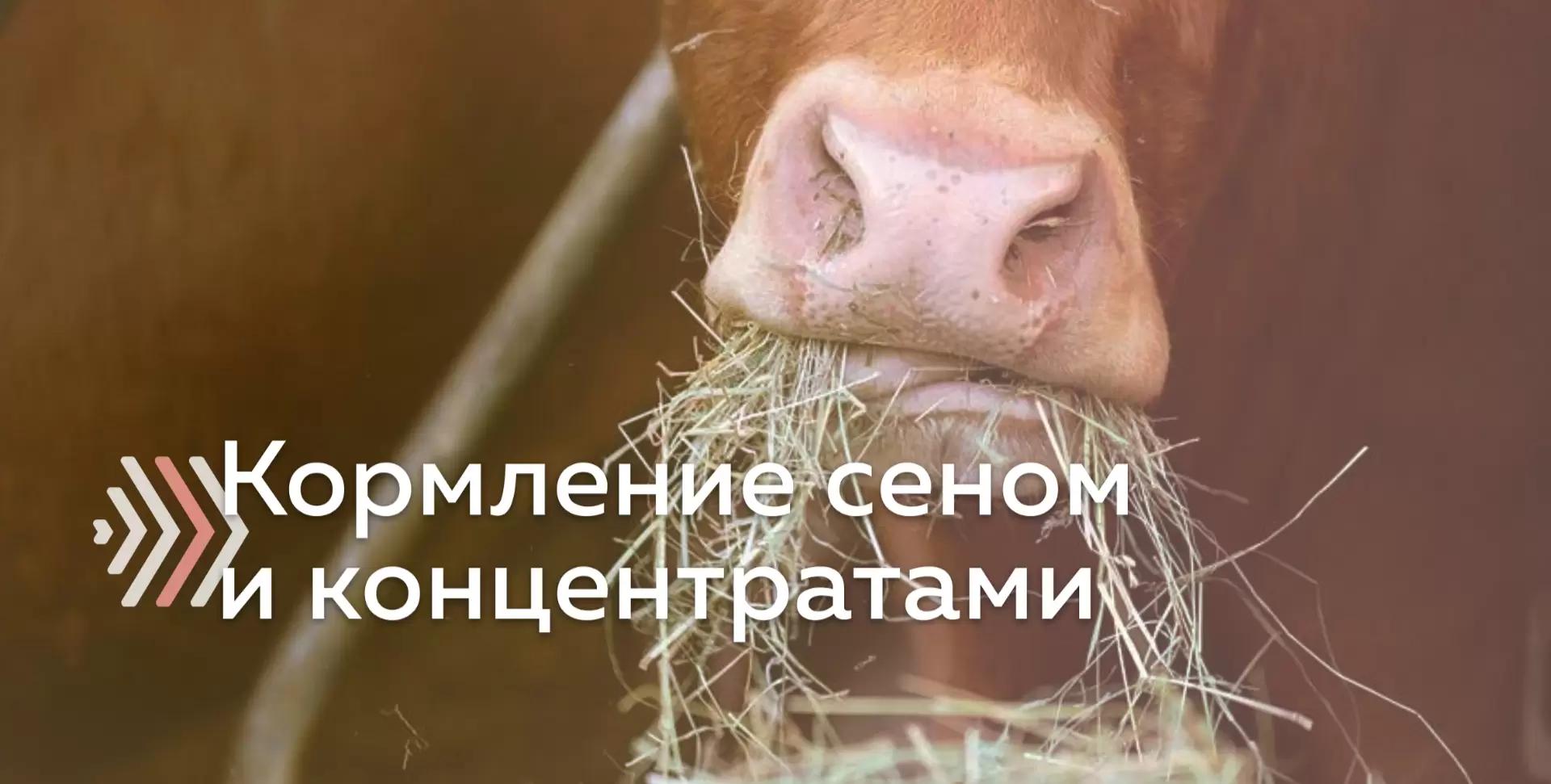 Кормление молочных коров рационом без силоса