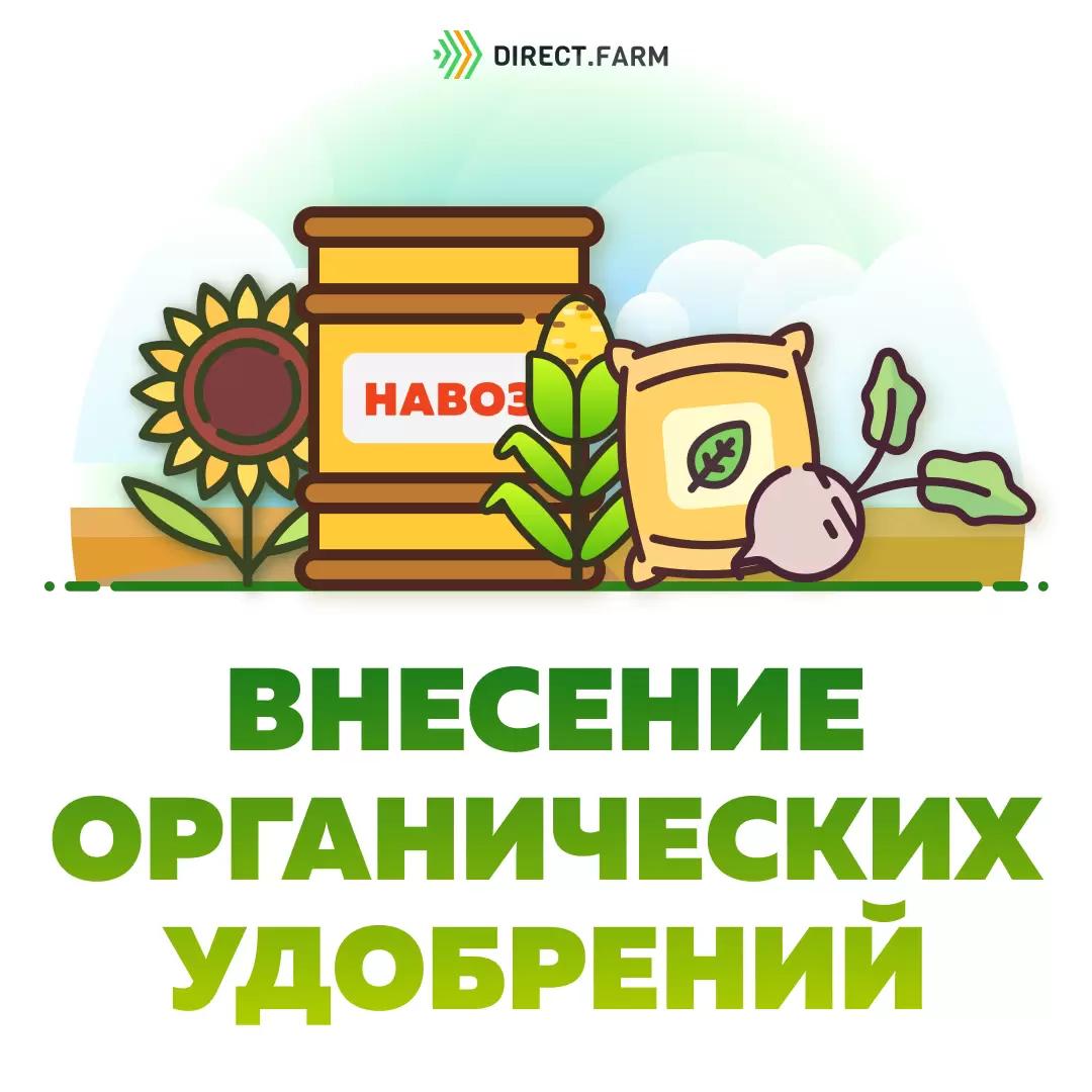 Какое органическое удобрение эффективнее?