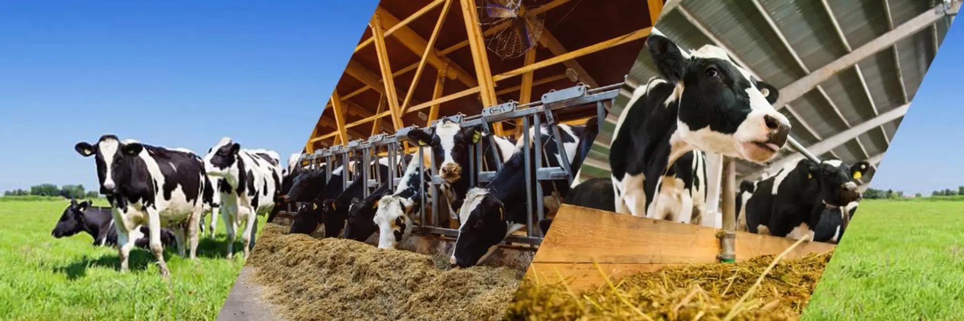 Что мешает вам реализовать себя в сфере животноводства?