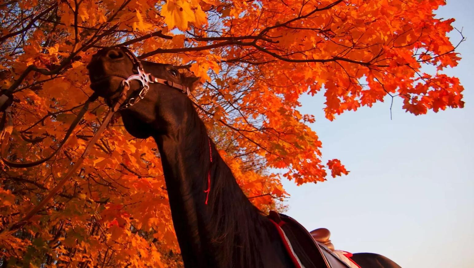 Может ли лошадь осенью отравиться, поедая палую листву?