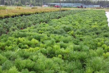 Саженцы хвойных растений оптом