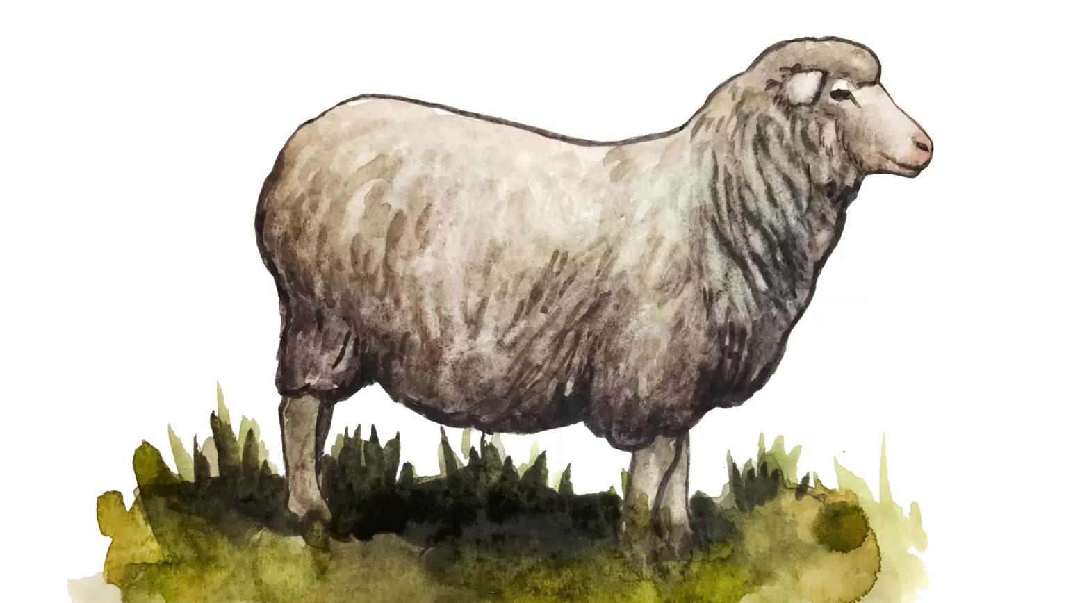 Куйбышевская порода овец: описание, характеристика, продуктивность