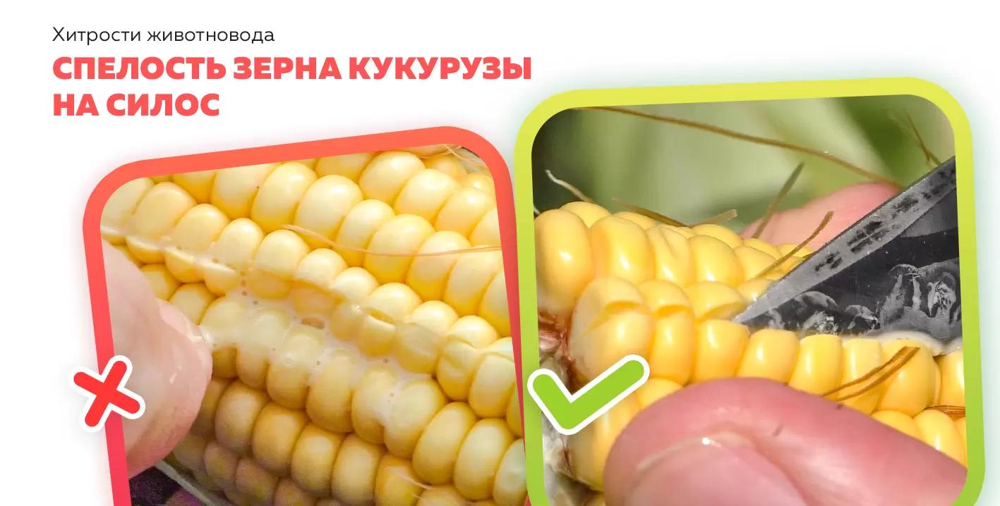 Определение спелости зерна кукурузы на силос