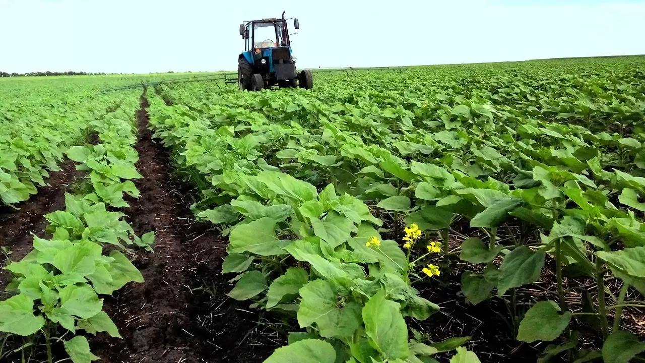 Вопросы для обсуждений: какое удобрение применить?