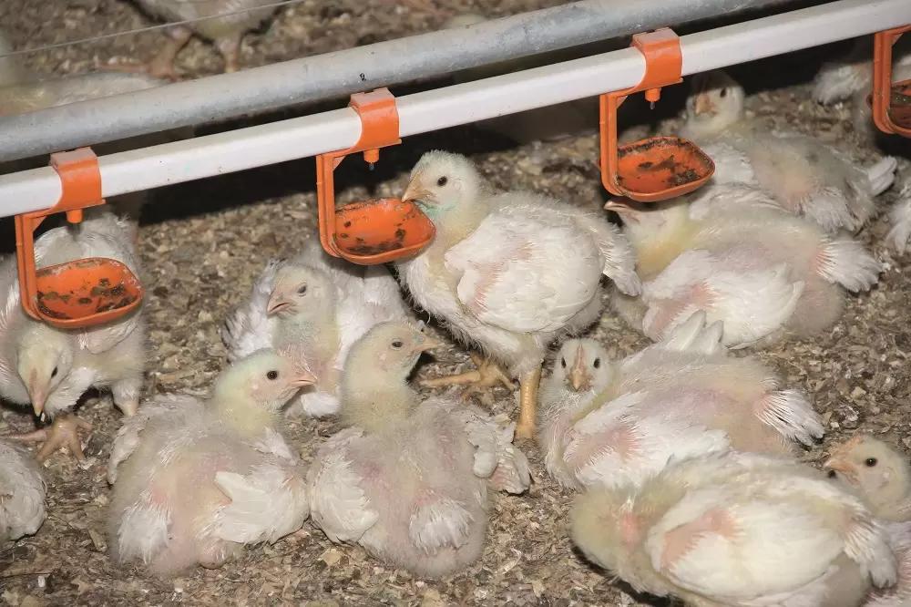 Как применение ферментов поможет удешевить рационы в птицеводстве